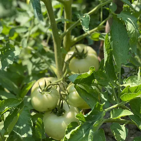 Floor 1 Апартаменты