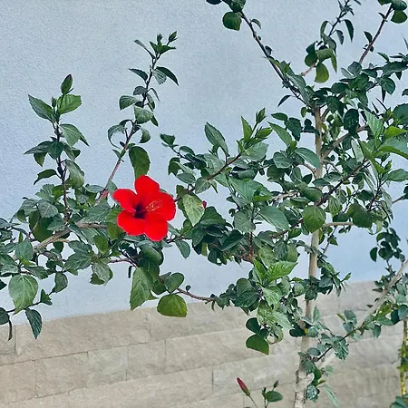 Floor 1 Vlorë